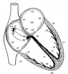 Action Potential Propagation around the Heart
